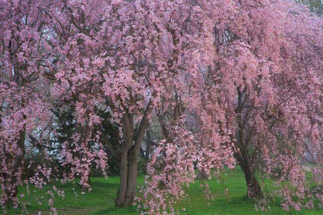 najlepsze drzewa na przydomowe płaczące wiśnie z różowymi kwiatami