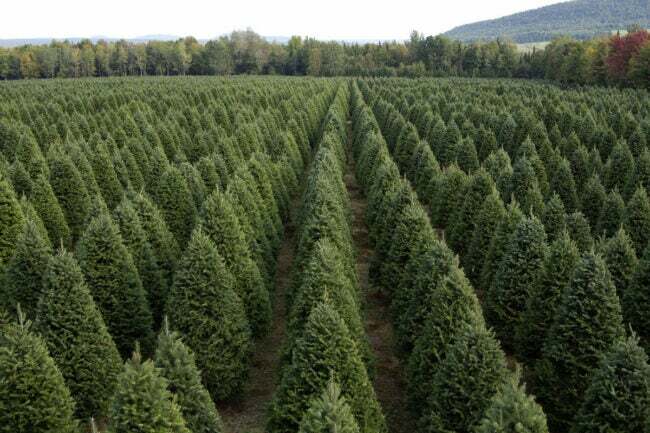 A melhor opção de serviço de entrega de árvores de Natal: árvores de Natal pelo correio