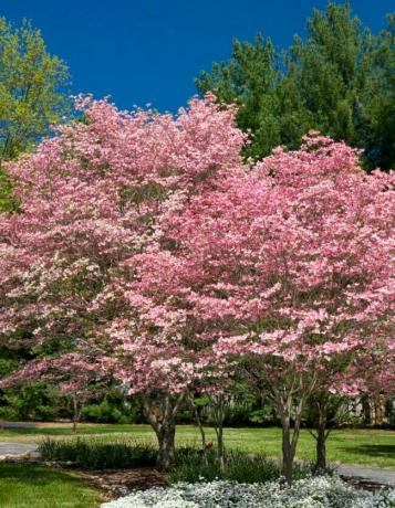 най-добрите дървета за задния двор розово цъфтящи дрянови дървета