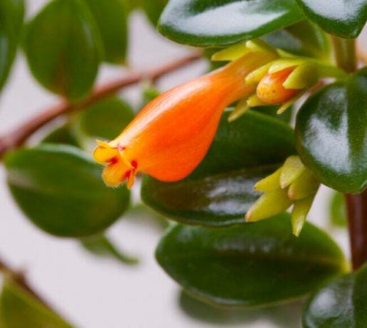 iStock-185902554 sterkste kamerplanten om in leven te houden goudvisplant close-up van oranje bloem
