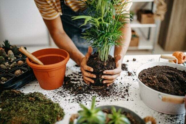 Jardineiro plantando em vasos
