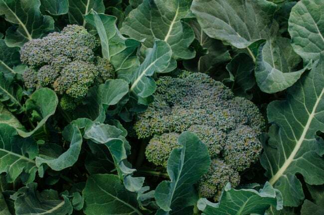 Primo piano di un grappolo di broccoli biologici che cresce all'estremità del gambo della pianta.