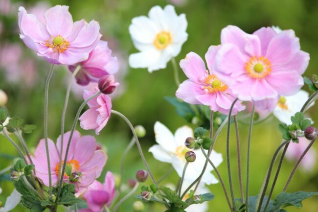 Vaaleanpunaiset ja valkoiset kukat