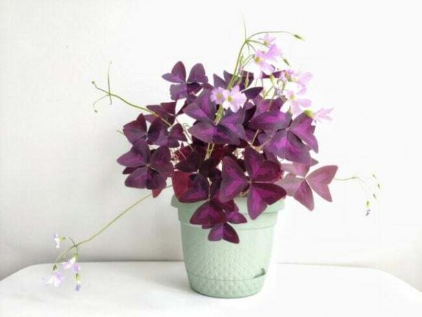 Кімнатна рослина з фіолетовим листям