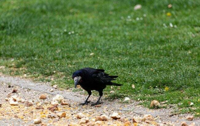 Egy varjú eszik kiömlött madármagot a földre egy lakókertben.
