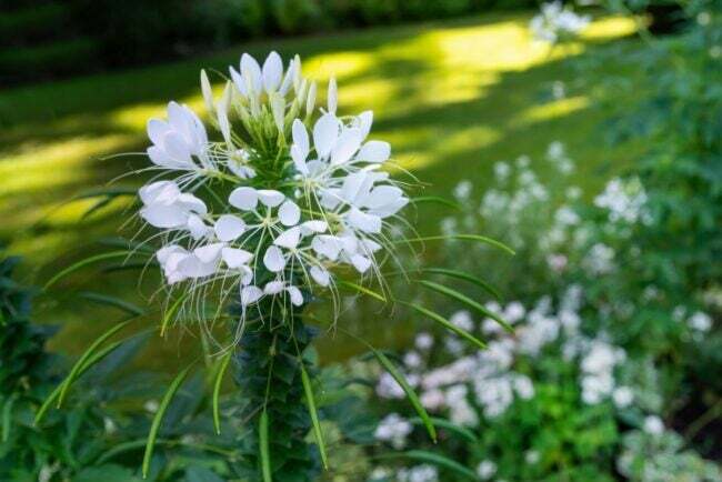 Hvit cleome blomst