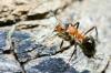 Termiter vs. Myror: De bästa sätten att skilja dem åt