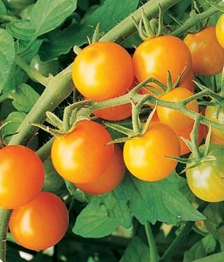 成長するトマト-サンゴールドハイブリッド