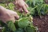 Kaip auginti šparagines pupeles