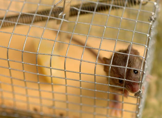 Najbolje mogućnosti zamke miša za održavanje DIY štetočina