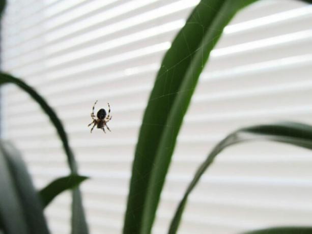Dlaczego w moim domu jest tak wiele pająków Klimat jest kontrolowany?