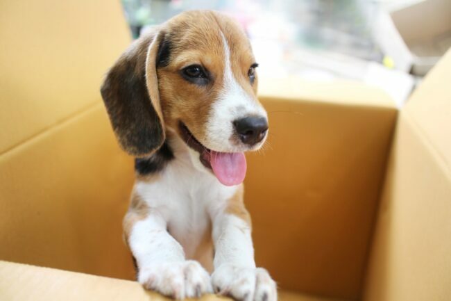 Bir karton kutudan dışarı çıkan Beagle köpek yavrusu