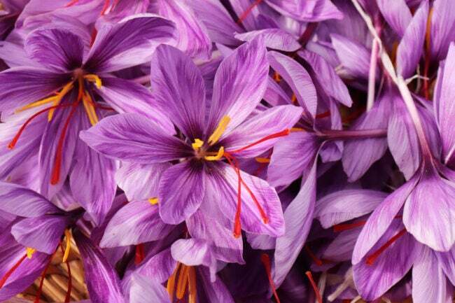 iStock-1279838817 kaip auginti šafraną Crocus sativus, paprastai žinomą kaip šafrano krokusas arba rudens krokusas