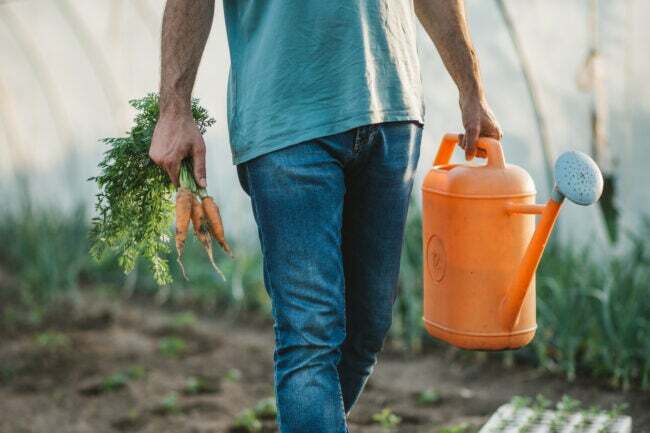 wie man Karotten anbaut