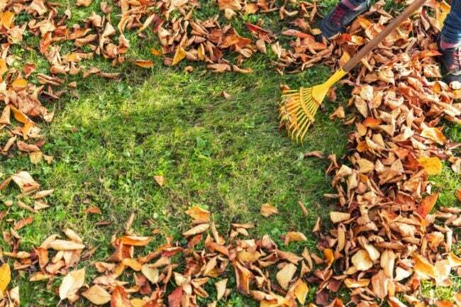Använd en gul kratta för att kratta en plats på gården fri från löv.