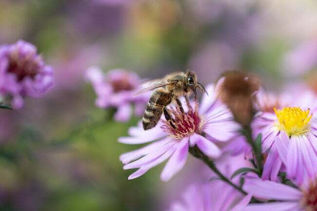 una-abeja-obtiene-polen-de-flores-moradas