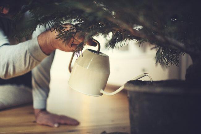 Como regar uma árvore de Natal