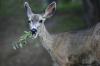 Radio Bob Vila: Stop Deer in Track