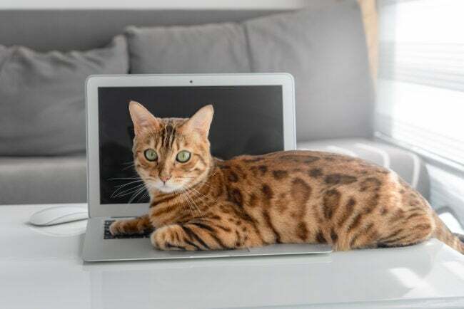 Bengalski kot domowy leży na klawiaturze laptopa w salonie.