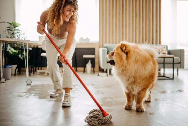 Nainen puhdistaa lattiaa lemmikin jälkeen