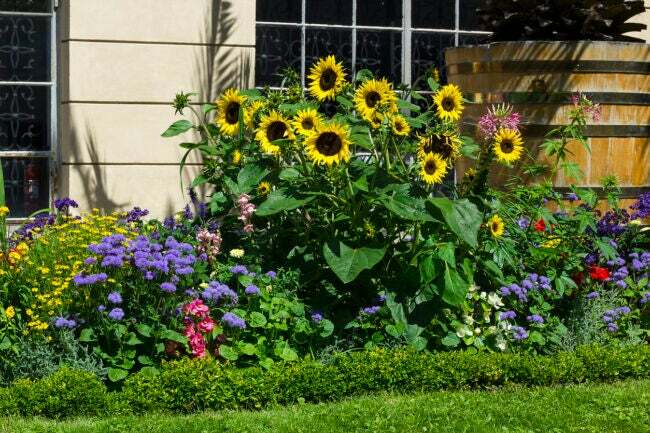 petak bunga dengan bunga matahari di depan rumah