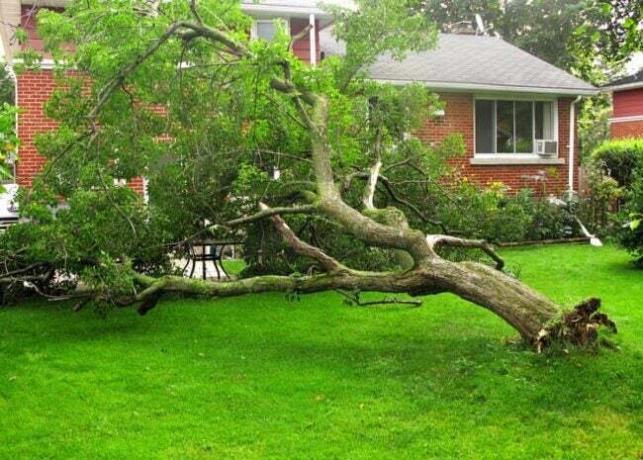 Дерево вирване з корінням і впало на будинок