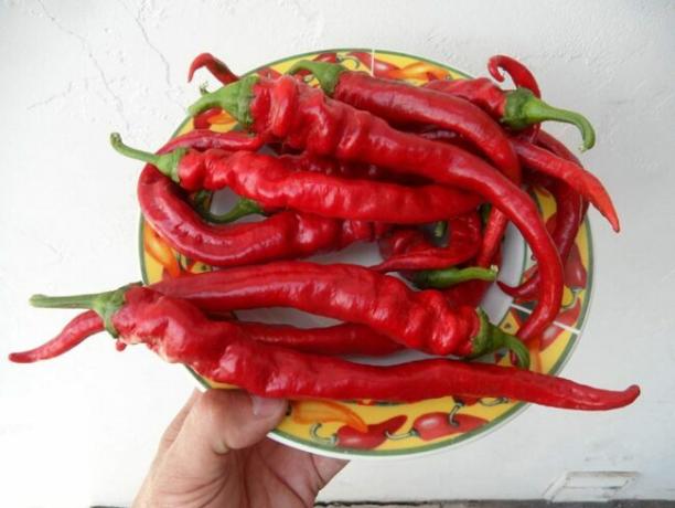 druhy paprik - červené papriky gorria na talíři