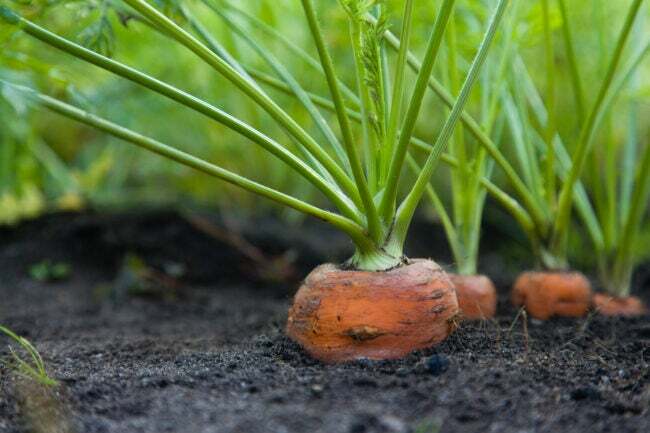 Vista cercana de la parte superior de la raíz de zanahoria que crece desde el suelo con hojas brotando