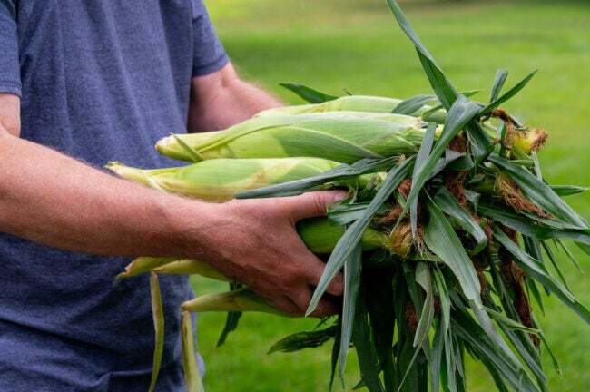 як виростити кукурудзу - чоловік збирає цукрову кукурудзу