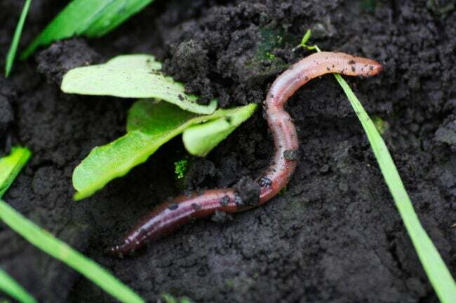 iStock-1299897834 jedlý červ prospieva dážďovkám vo vlhkej pôde