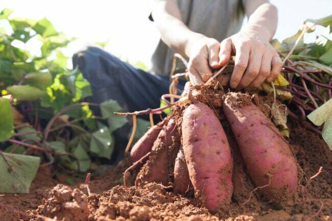 cum să cultivi cartofi dulci