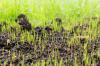 Halaman Rumput Yang Rapi: Mengapa Penting dan Bagaimana Melakukannya