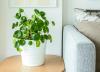 Pilea Care 101: Diese Routine wird viele glückliche Zimmerpflanzen hervorbringen