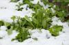 Skydda dina grönsaker från frost