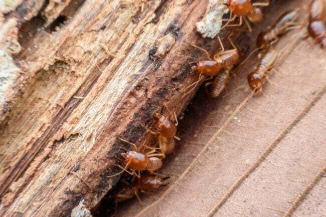telthus termitter