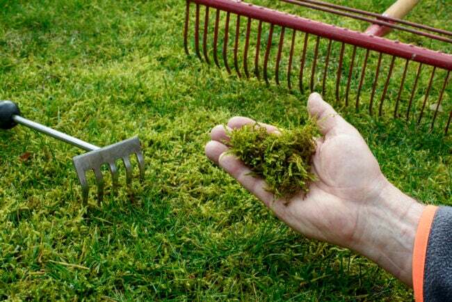 יד מחזיקה אזוב שנגרף מהדשא עם שתי מגרפות על הדשא
