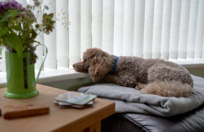 Pies odpoczywa na parapecie okiennym, czekając na powrót właściciela.