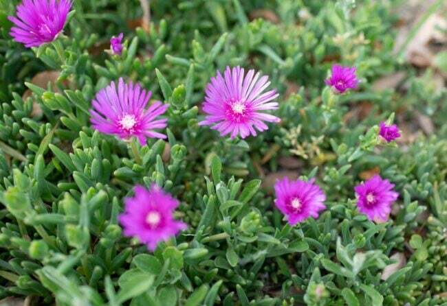 Violetinės ledo augalo gėlės