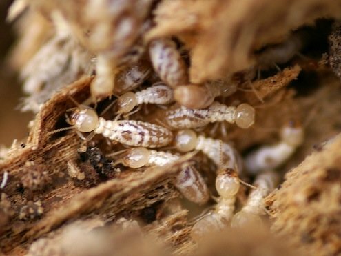 Infekcija su termitais - požeminė