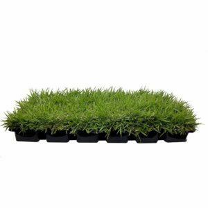 A melhor opção de grama para solo arenoso: Plugues de grama Zoysia com folhagem da Flórida - plugues de 3 " x 3"