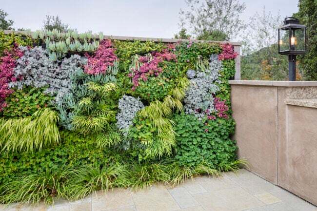 kamenná terasa se stěnou pokrytou eklektickými rostlinami