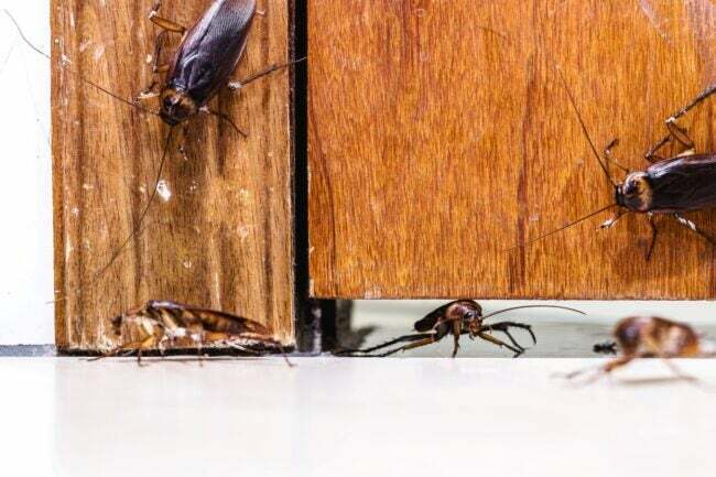 palmetto bug vs. torakka - torakoita oven alla