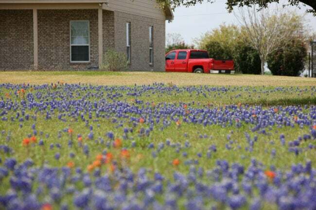 беж-кућа-цигла-са-црвеним-пикапом-паркираним-у близини-и-пољом-дивљих-плавих боја