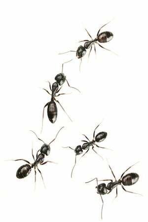 Domaća zamka za mrave - Uklanjanje štetočina vlastitim rukama