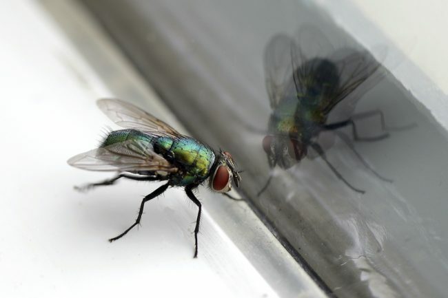 Como se livrar das moscas dentro de casa