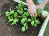 Ako pestovať špenát