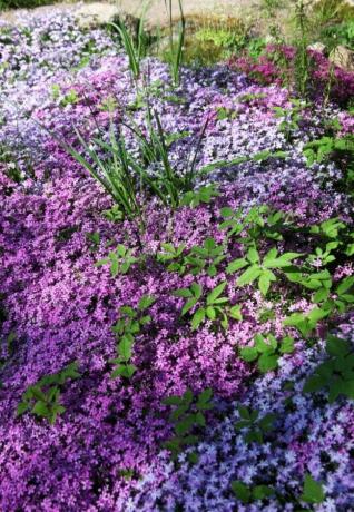 紫色の花のグランドカバーのある芝生はありません