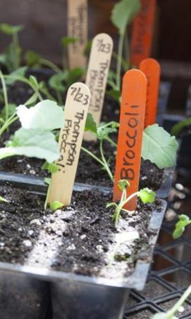 İç Mekan Bahçeciliği: Bitkiler İçin Konteyner Seçimi