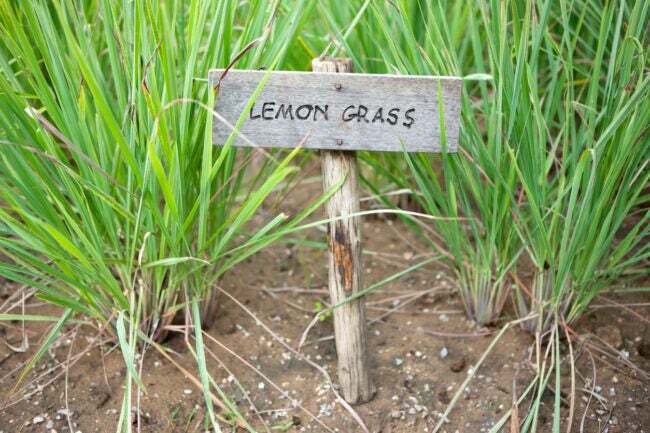 Limunska trava u vrtu s malim znakom 