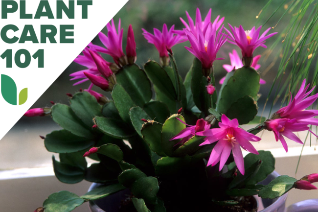 Velykų kaktuso augalų priežiūra 101 - kaip auginti velykinį kaktusą patalpose